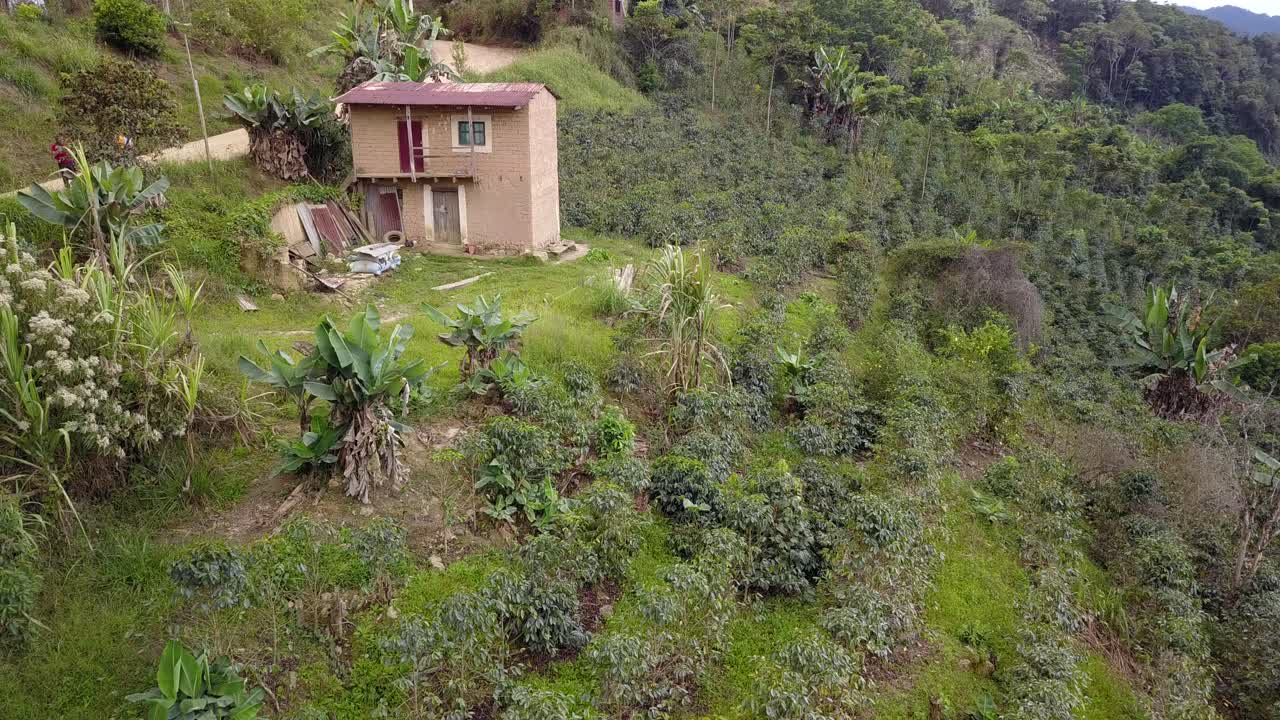 plantación de café en la selva montañosa boliviana