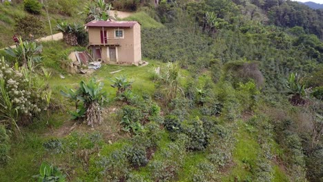 Plantación-De-Café-En-La-Selva-Montañosa-Boliviana