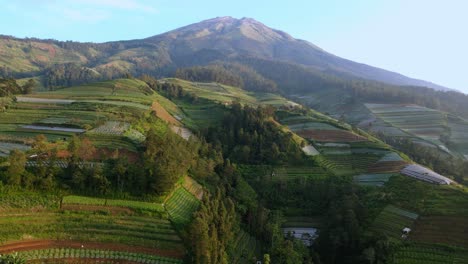 drone vista pendiente de la montaña con lleno de plantación