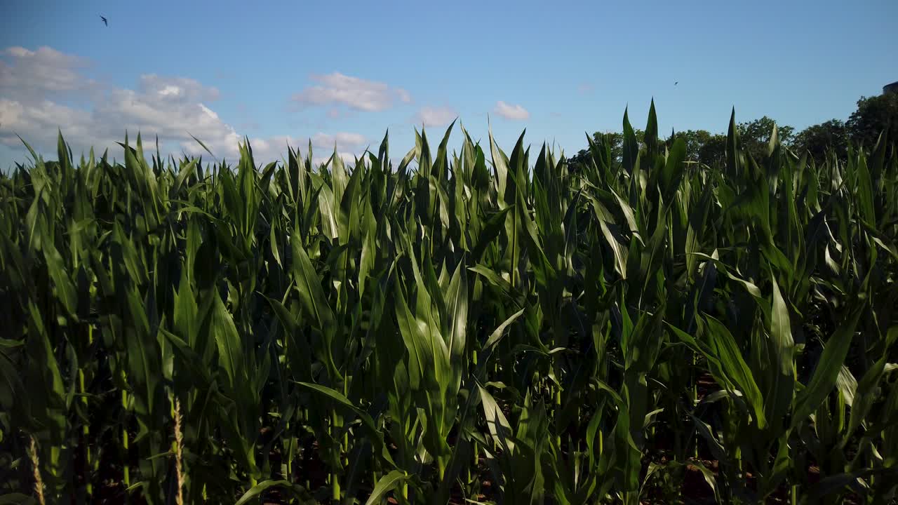 Lush cornfield swaying in breeze on Gotland, Sweden, under clear blue sky
