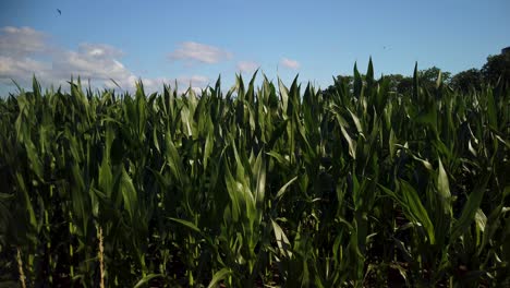 Lush-cornfield-swaying-in-breeze-on-Gotland,-Sweden,-under-clear-blue-sky