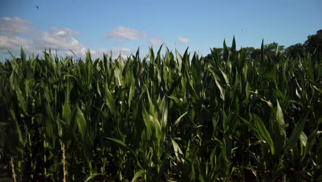 lush cornfield swaying in breeze on gotland, sweden, under clear blue sky
