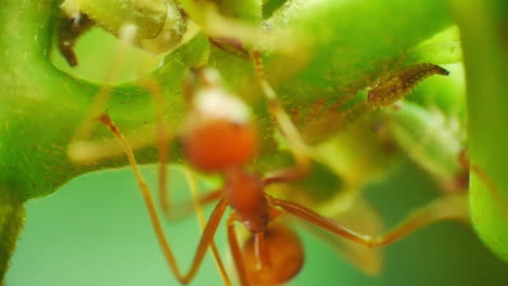 vista macro de cerca de las hormigas rojas pastores protegiendo y criando áfidos para el melocotón, una secreción rica en azúcar favorecida por las hormigas como fuente de alimento