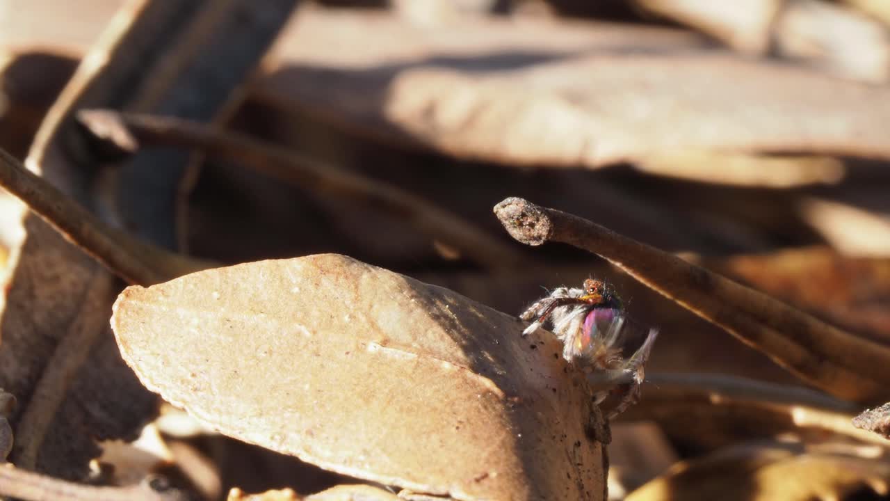 무지개 빛깔의 공작 거미는 흥분하지만 비좁습니다