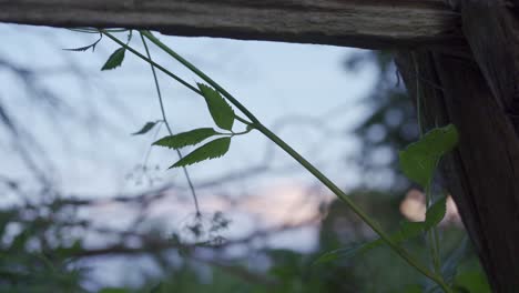 luscious green leaves on a wild plant by a farm fence at sunset, shallow depth of field shot.