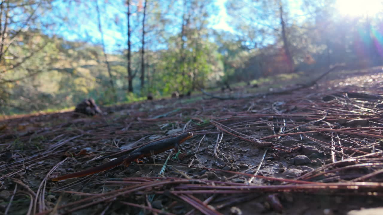Californisk salamander som går over skogbunnen i Del Valle Regional Park, viser langsom, ustø bevegelse over løvstrø i et naturlig skogsområde.