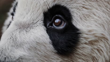 close-up of a panda's eye