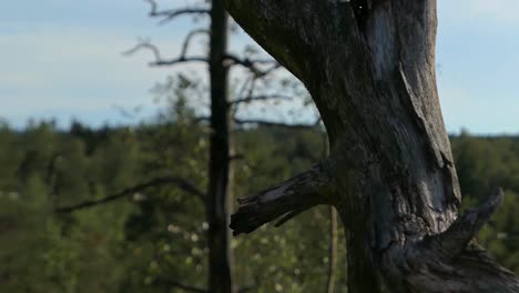 Dead-snag-tree-in-preserved-forest,-rising-crane-shot