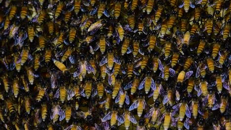 se sabe que las abejas melíferas gigantes construyen grandes colonias de nidos con bolsillos simétricos hechos de cera para almacenar miel como fuente de alimento.
