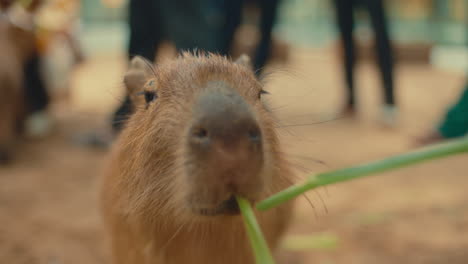 a curious capybara eating grass outdoors, with people blurred in the background