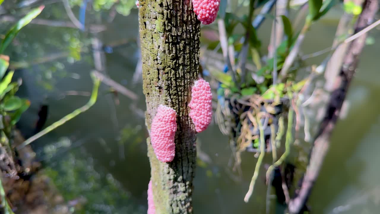 물 속 에 있는 나무 에 붙어 있는 분홍색 달