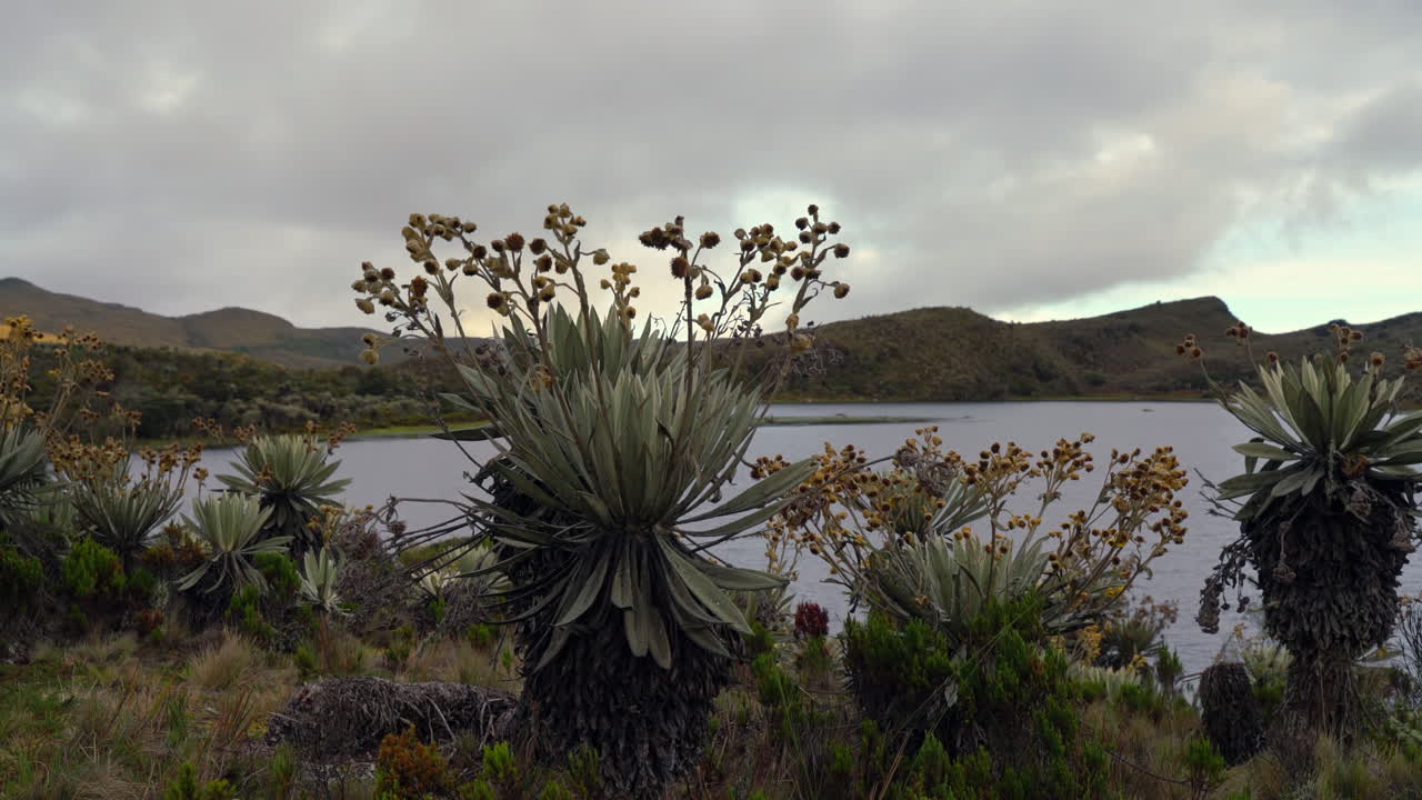 Scenic view of frailejones near a high mountain lake surrounded by hills and cloudy sky in páramo ecosystem