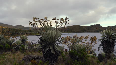 scenic view of frailejones near a high mountain lake surrounded by hills and cloudy sky in páramo ecosystem