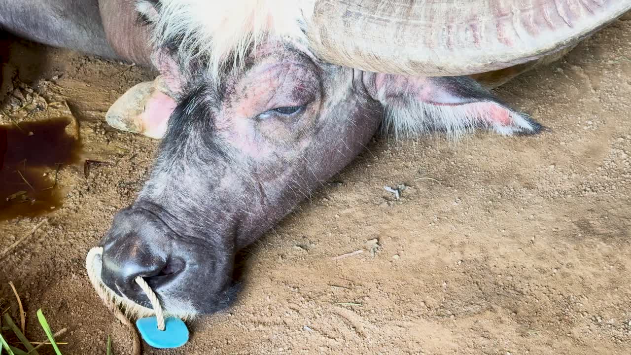 A water buffalo peacefully rests on sandy ground, chewing, under natural daylight at a farm museum in Phuket, Thailand