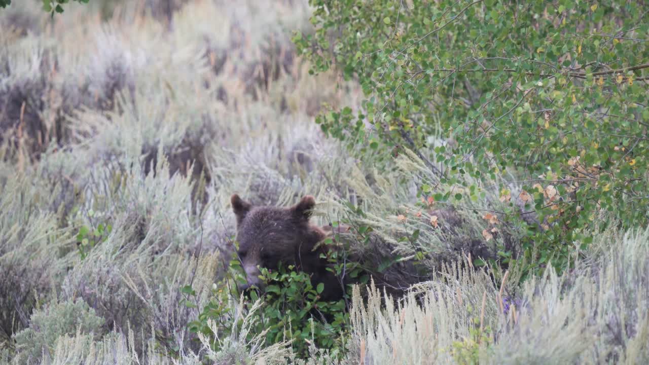 Grizzly 399 betar på bärbuskar i Grand Teton nationalpark, Wyoming i augusti 2020