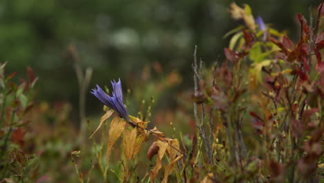purple flower in autumnal forest