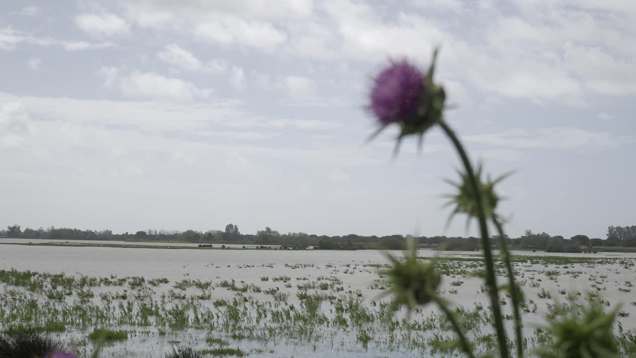 Purple thistle flowers with a marsh and cloudy sky in Charco De La Boca, Huelva