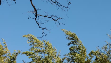 tree branches moving against a clear blue sky