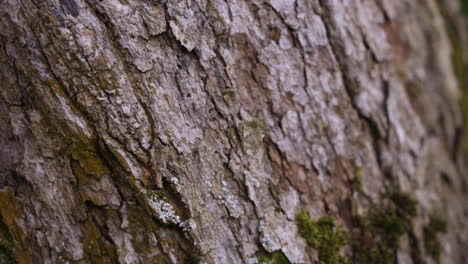 slow-motion lowering down on aging bark and growing moss