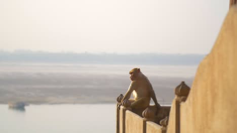 monkey sat on wall