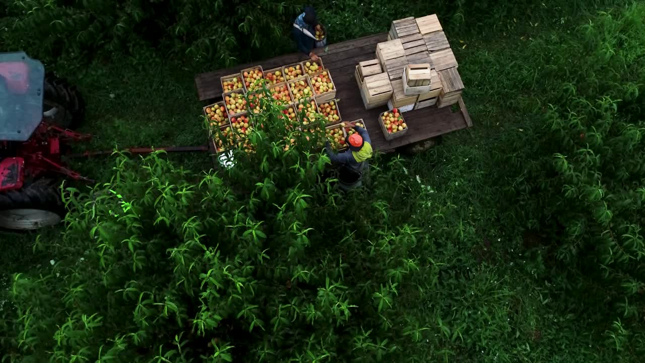 Fruit Harvest in Orchard