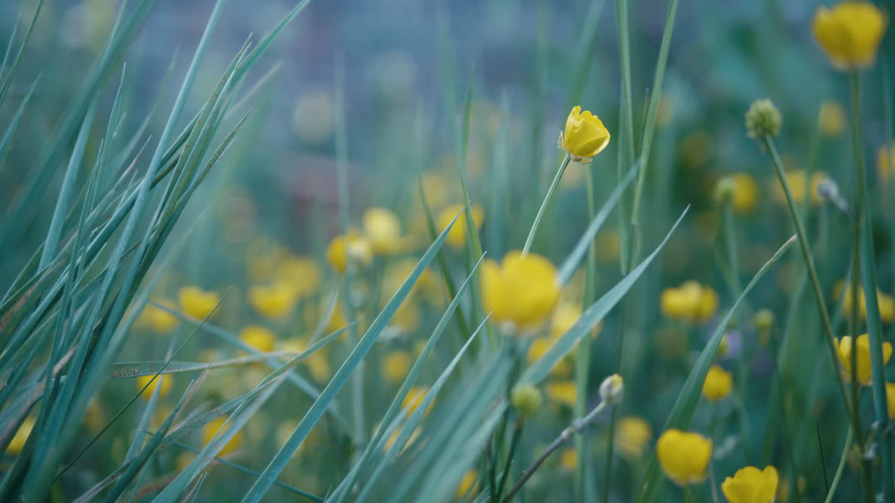 Slow pan shot through a patch of Buttercups, narrow focus