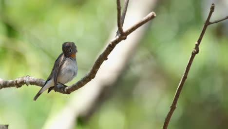 one red-throated flycatcher perched on a small branch is preening its wings and feathers, looking around its surroundings once in a while, inside khao yai national park in thailand