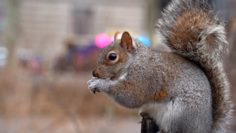 squirrel eating nut slow motion