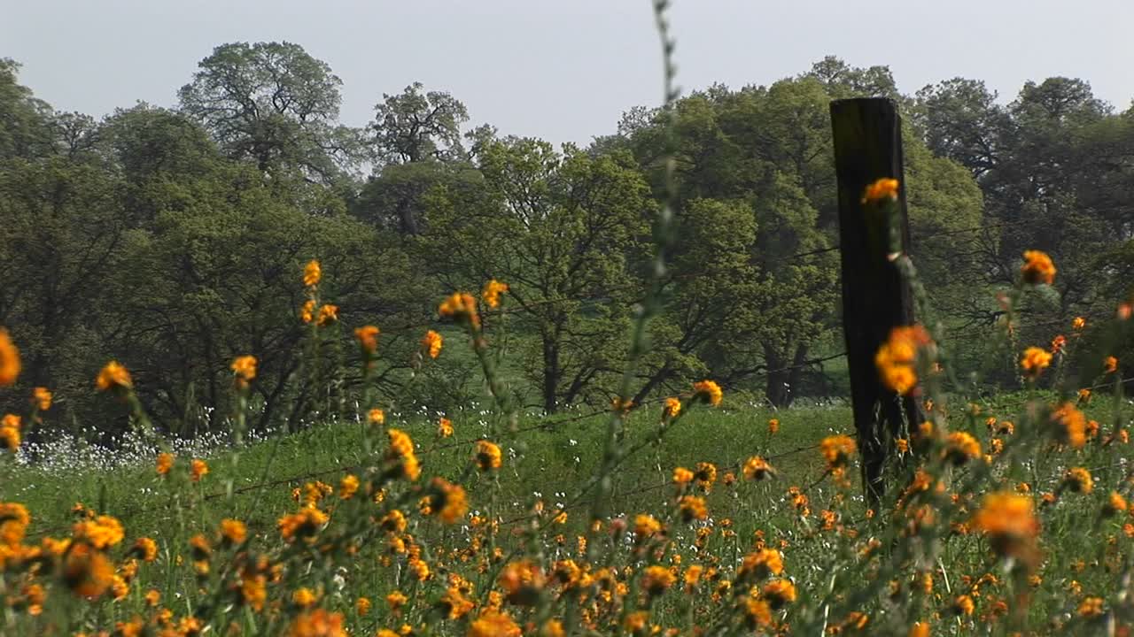 Inquadratura media di fiori selvatici che sbocciano su una collina californiana.