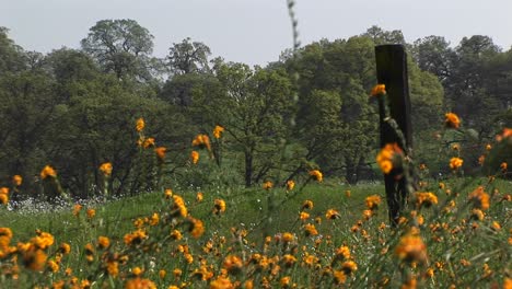 Mittlerer-Schuss-Von-Wildblumen,-Die-Auf-Einem-Kalifornischen-Hügel-Blühen