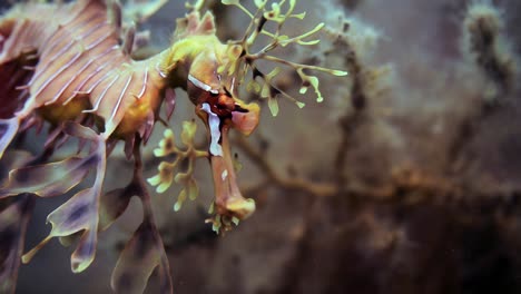 leafy sea dragon with eggs macro close ups 4k slow motion