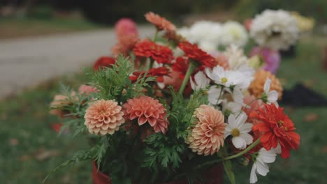 mujer joven recogiendo un cubo de flores cortadas dahlia zinnia jardín del cosmos