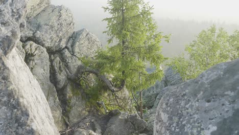 misty mountain scenery with a unique tree