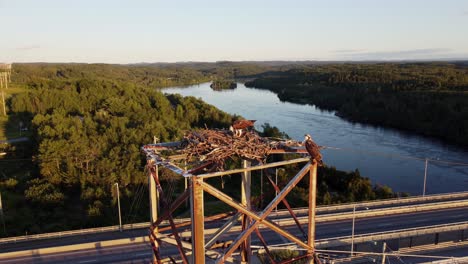 2 osprey with their nest on electrical tower, eating, pan right