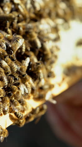 working bees on honeycomb. frames of a bee hive. apiculture vertical video