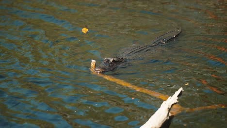 alligator swimming slowly through murky water, approaching the camera in natural habitat, filmed at 4k 60p.