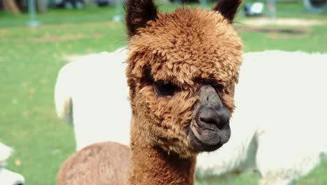 4k-UHD-footage-of-Alpaca---Alpacas-and-Lama---Lamas-in-natural-surroundings