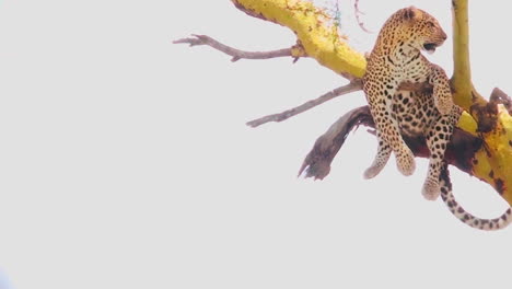 un leopardo en un árbol en áfrica
