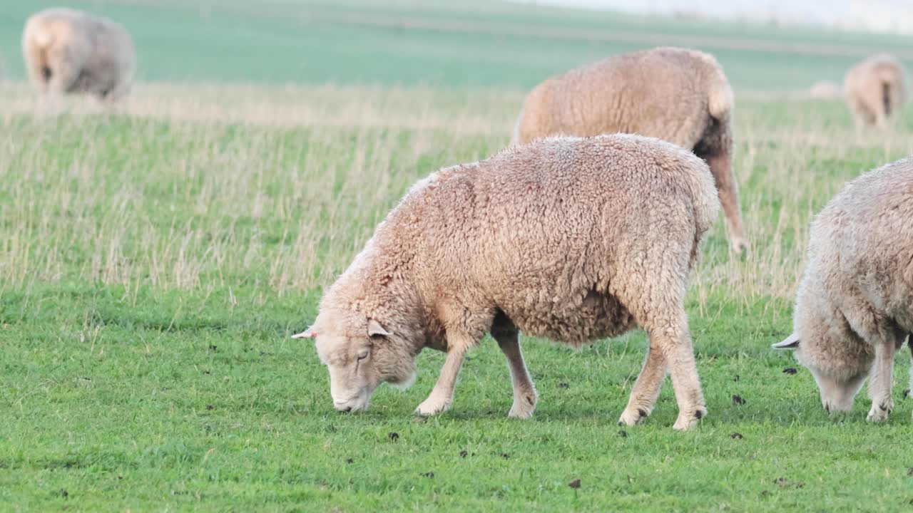 ovejas pastando pacíficamente en la hierba verde exuberante