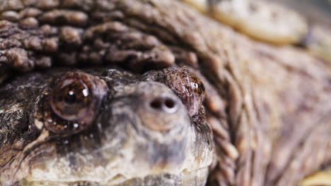 Un-Primerísimo-Plano-De-La-Cara-Y-Los-Ojos-De-Una-Tortuga-Mordedora