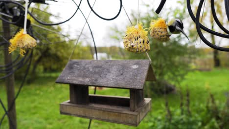 Blurry-Great-tits-feeding-on-seed-balls-near-empty-wooden-bird-house