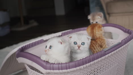 los gatitos miran atentamente desde la canasta.