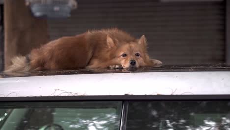 Cute-mongrel-dog-lying-on-car-roof-on-street