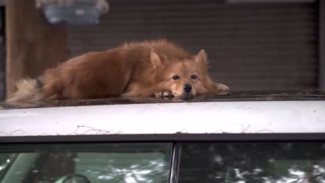 cute mongrel dog lying on car roof on street