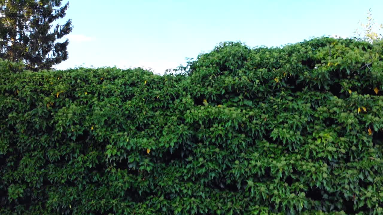 drone vola su un muro verde di piante vola sopra il muro rivelando un bellissimo panorama della città vecchia