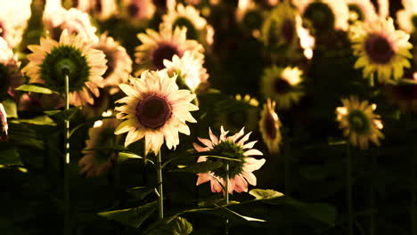 Viele-Leuchtend-Gelbe-Große-Sonnenblumen-Auf-Plantagenfeldern-Bei-Sonnenuntergang-Am-Abend