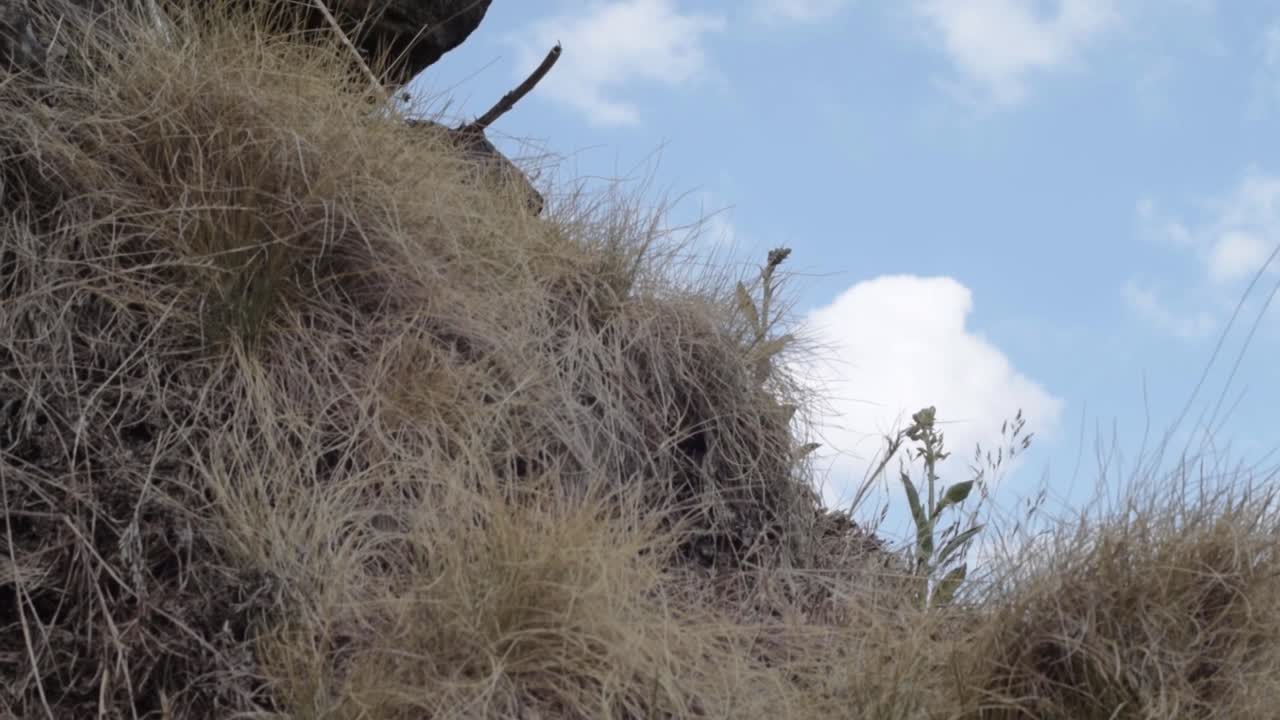 Craggy rocks and plants grow on harsh moors against blue cloudy sky tilting down shot