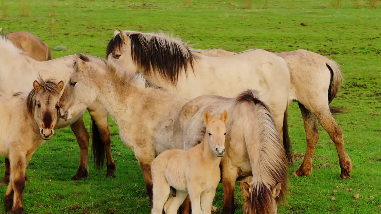 Slow motion captures tender wild horse bonding between mare and foal at sunset