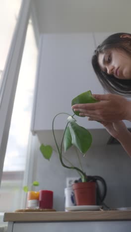 Woman taking care of a houseplant in the kitchen