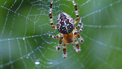 close-up of a spider on a dewy web